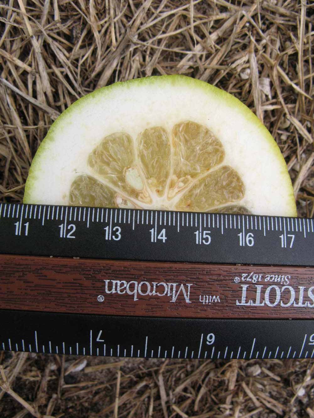             Fruit cross-section (Winter Haven, FL)       